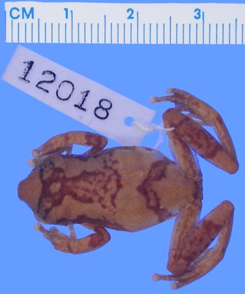 Media type: image; Herpetology A-12018